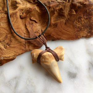 Shark Tooth Fossil Necklace