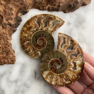 Ammonite Fossils - paire fossile d'ammonite fossile