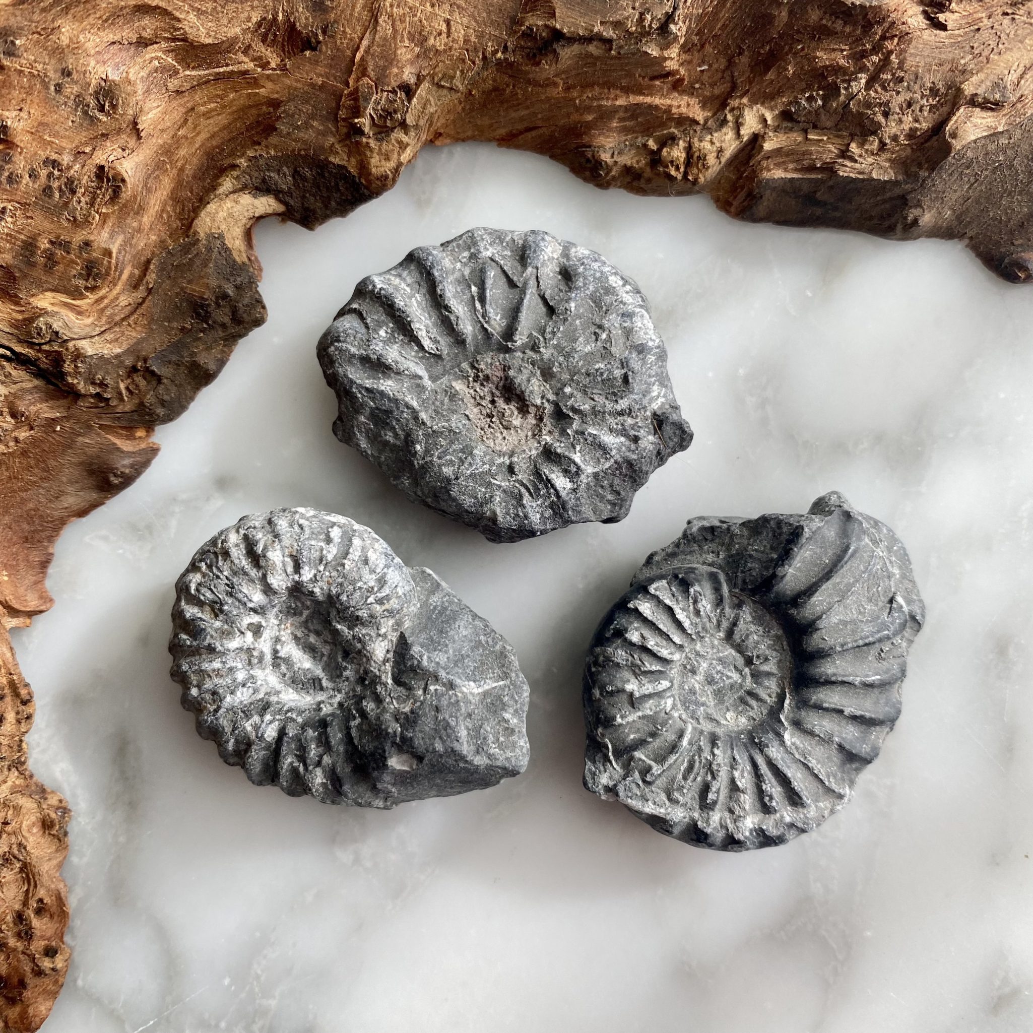 Black Ammonites