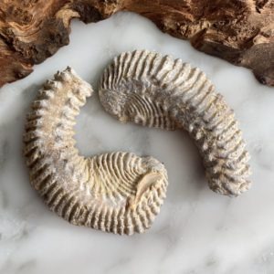 Oyster Fossils