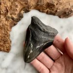 Megalodon Tooth