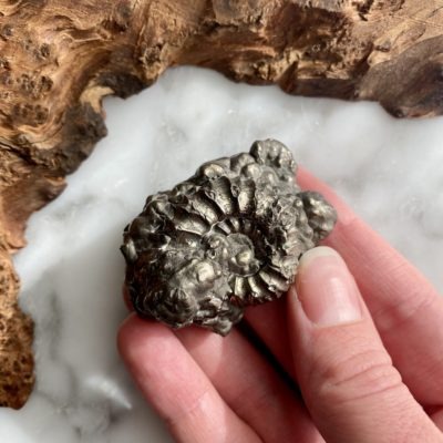 Pyrite Ammonite