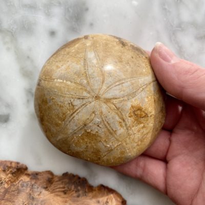 Sand Dollar Fossil in hand
