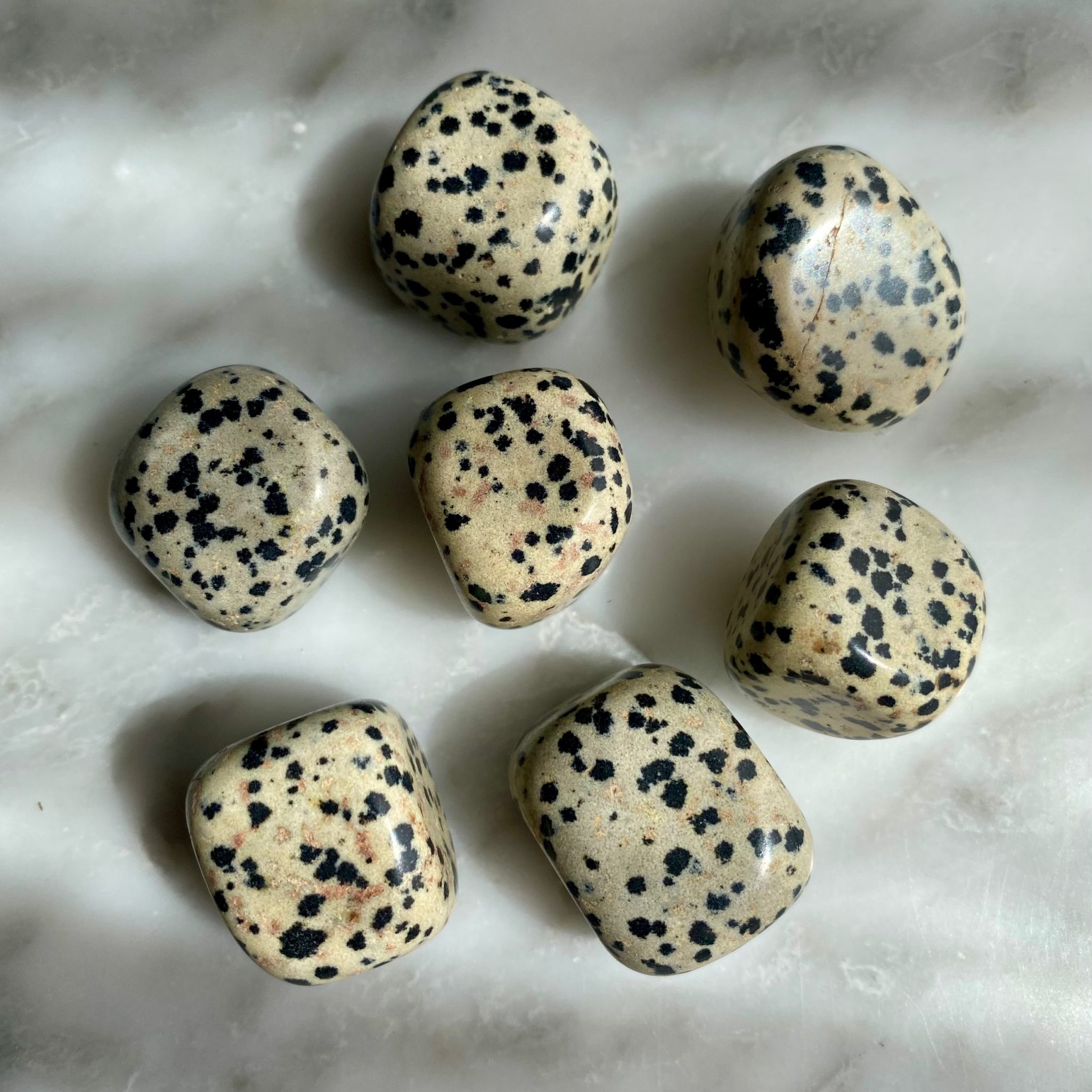 dalmatian jasper tumbled pocket stone large - jaspe dalmatien roulé pierre de poche large
