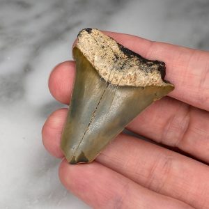 small megalodon tooth A1