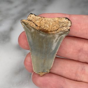 small megalodon tooth A1