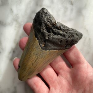 megalodon tooth - dent de mégalodon