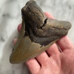 megalodon tooth fossil - fossile de dent de mégalodon