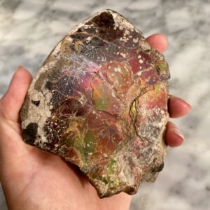 ammolite from bearpaw formation, alberta, canada