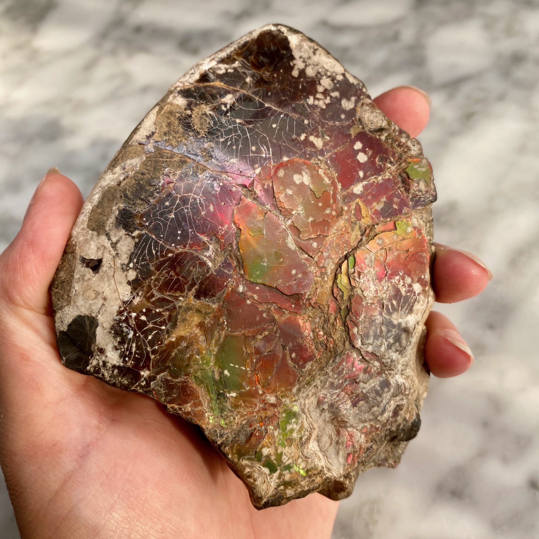 ammolite from bearpaw formation, alberta, canada