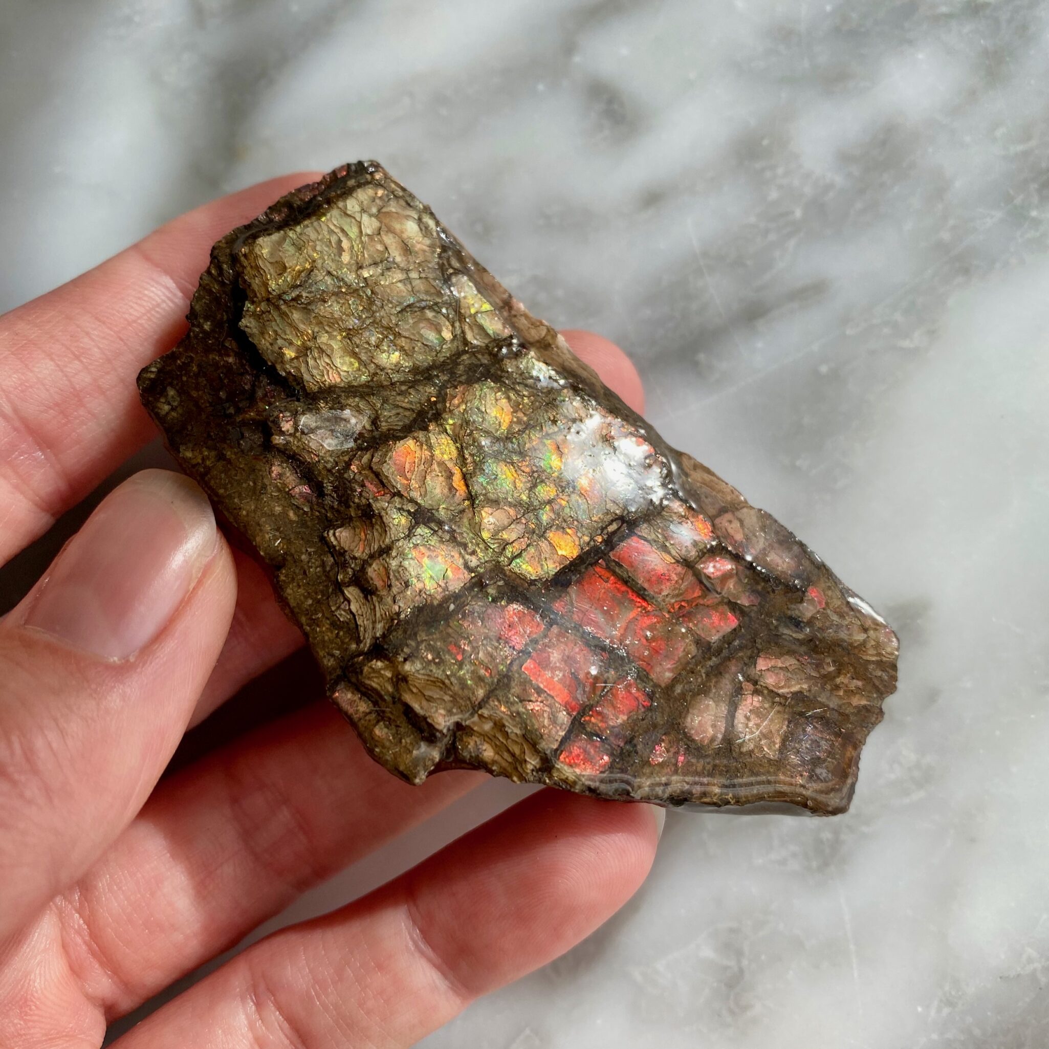 ammolite from bearpaw formation alberta A