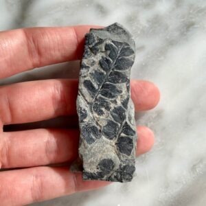 fern fossil from Joggins Fossil Cliffs B