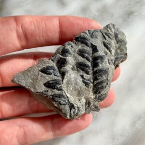 fern fossil from Joggins Fossil Cliffs C
