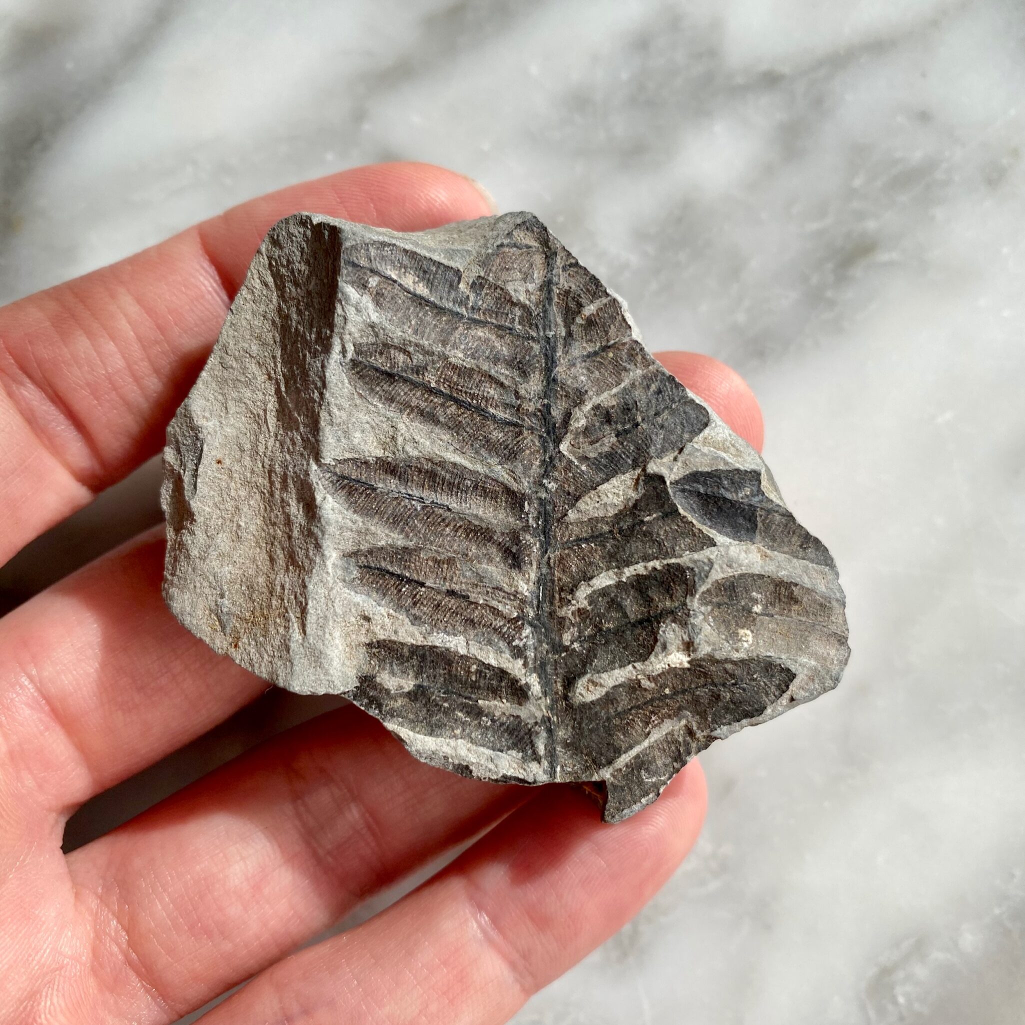 fern fossil from Joggins Fossil Cliffs D