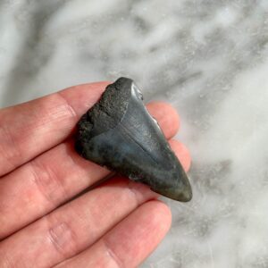 small megalodon tooth A
