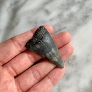 small megalodon toothe B