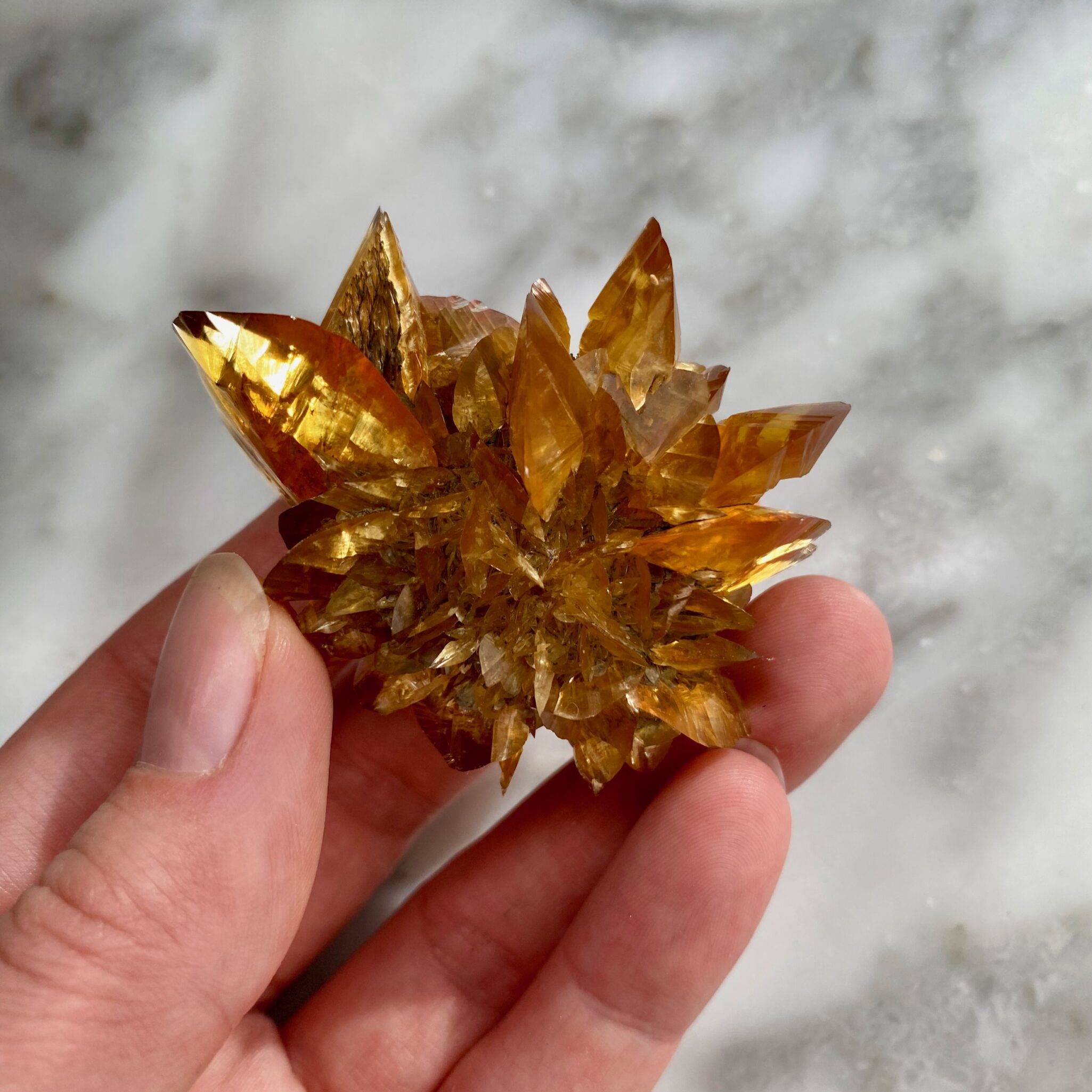 gypsum var. selenite sunflower from red river floodway