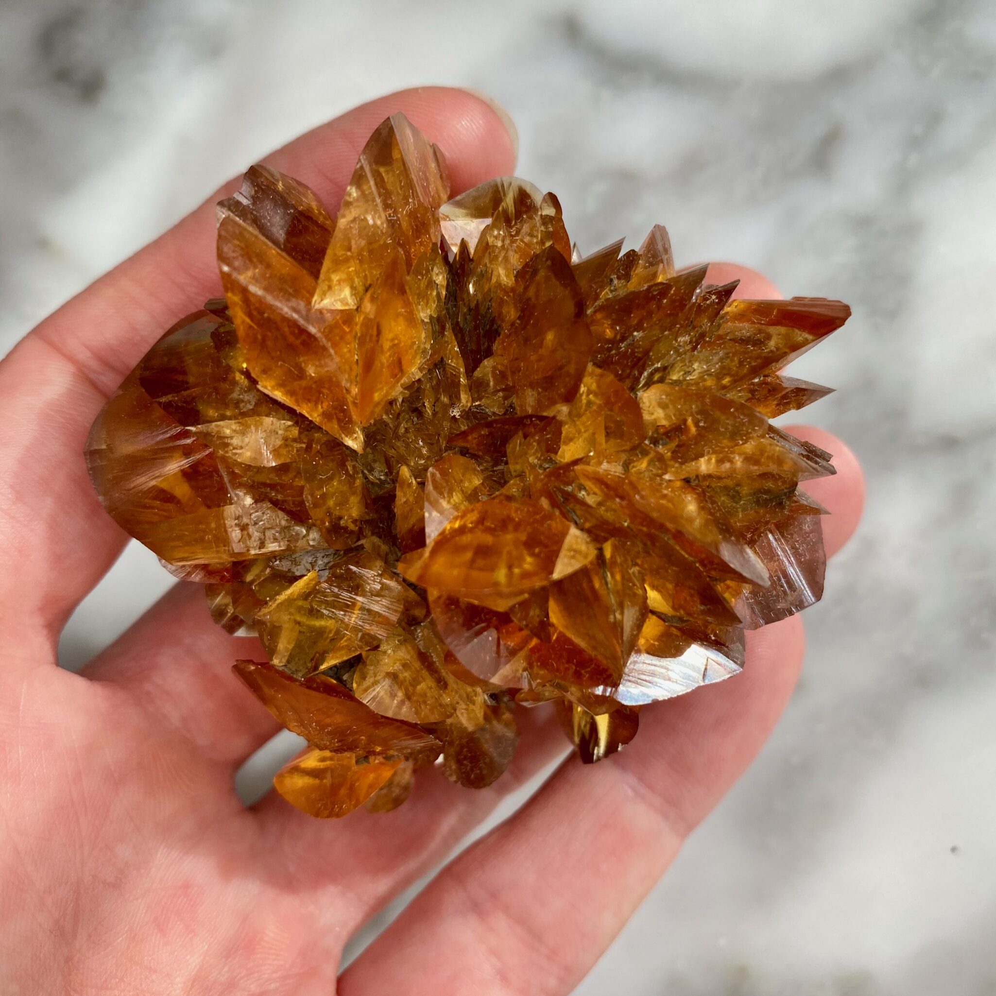 gypsum var. selenite sunflower from red river floodway 4a