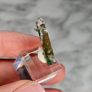 Particolor Tourmaline with Lepidolite from Pederneira mine