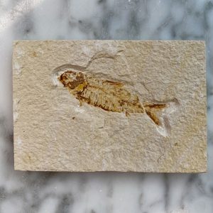 Knightia Fish fossil from green river formation 1a