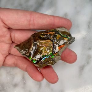 ammolite from bearpaw formation