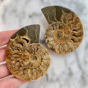 ammonite fossil pair 2a