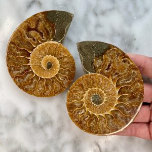 ammonite fossil pair