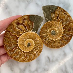ammonite fossil pair