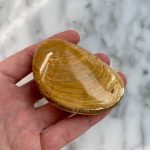 clam fossil from madagascar